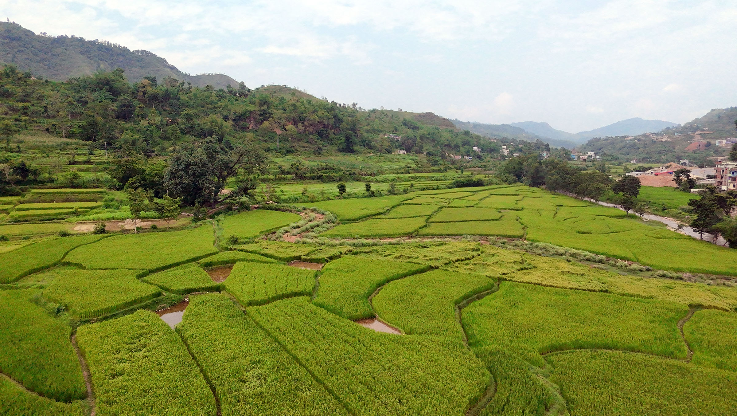 तनहुँमा तरकारी र धान खेतीको क्षेत्रफल विस्तार